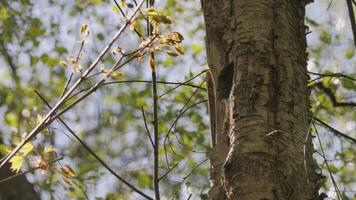 Eurasian Nuthatch Entering Tree Nest Hole, Ornithology Spring scene video