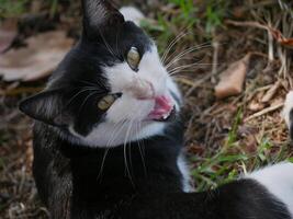 A homeless stray cat lies in the park on the grass and hisses in Maspalomas, Gran Canaria photo