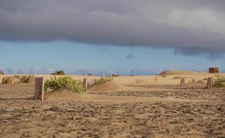 Special fence barriers for conservation ecosystem plants of dune in Maspalomas, Gran Canaria. Natural reserve to protect Traganum Moquinii plant, which helps to form dunes and regulate sand movement photo