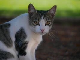 A homeless stray cat in the park in Maspalomas, Gran Canaria photo