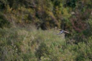 View of a Common Shoveler in flight, Spatula clypeata photo