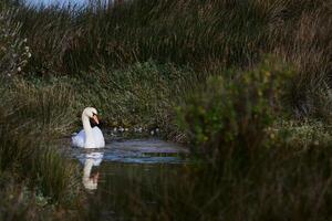view of Cygnus olor in Victoria and Joyel marshes photo