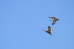 View of a Common Shoveler in flight, Spatula clypeata photo