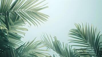 Overlapping Palm Fronds in Minimalist Tropical Paradise Scene photo