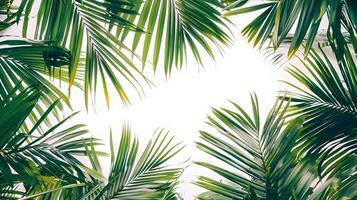 Overlapping Palm Fronds Creating Tropical Paradise Ambiance photo