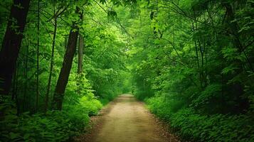Tranquil Forest Path with Lush Green Foliage and Scenic Landscape photo