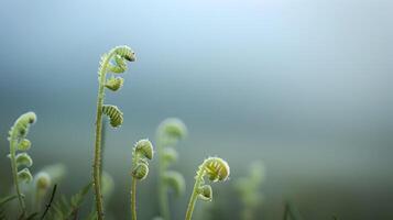 Delicate Ferns Unfurling in Peaceful Minimalist Botanical Scene photo