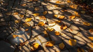 Sunlight Filtering Through Lush Foliage Creates Intricate Ground Patterns photo