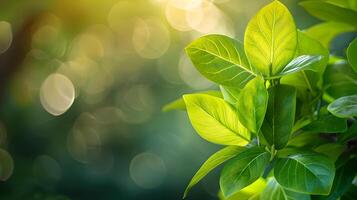 Cluster of Fresh Textured Leaves Against Blurred Backdrop photo