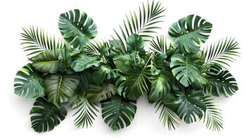 Elegant Tropical Foliage Wall Arrangement with Monstera and Palm Leaves on White Background photo