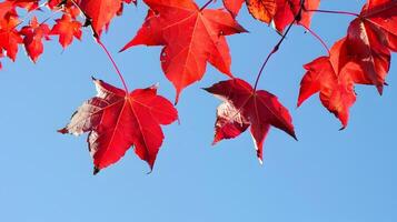 Vibrant Autumn Maple Leaves Framing a Brilliant Blue Sky photo