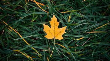 Solitary Yellow Leaf on Green Grass Symbolizing Change photo