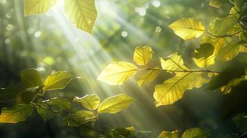 Soft Glowing Leaves Bathed in Warm Sunlight Radiating Ethereal Tranquility photo