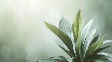 Minimalist Cluster of Fresh Leaves with Blurred Backdrop photo