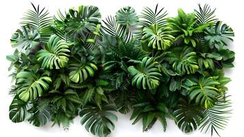 Lush Tropical Plant Wall Arrangement with Monstera and Palm Leaves on White Background photo