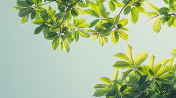 Vibrant Green Tree Leaves Against Clear Sky Representing Growth and Vitality photo