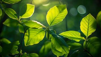 Glowing Green Leaves Backlit by Warm Sunlight in Natural Setting photo