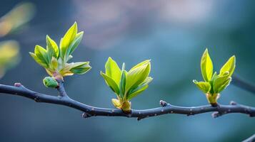 Fresh Spring Leaves Budding on Branches Symbolizing New Beginnings photo