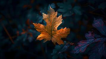 Solitary Leaf Highlighted Against Moody Backdrop Showcasing Natural Beauty photo