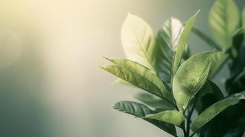 Minimalist Closeup of Fresh Lush Leaves Showcasing Organic Textures photo