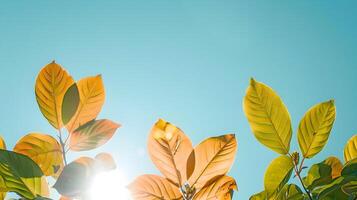 Sunlit Leaves in Minimalist Natural Serenity photo
