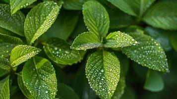 Glistening Green Leaves Drenched in Morning Dew and Sunlight photo