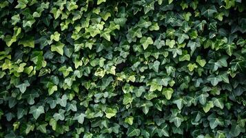 Ivy Wrapped Urban Walls Merging Nature and Architecture photo