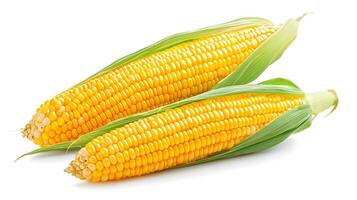 Detailed Vectorized of Authentic Corn Ears on White Background photo