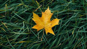 Single Yellow Leaf Resting on Green Grass Symbolizing Change in Nature photo