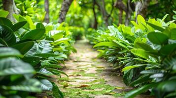 Lush Green Garden Path Inviting Visitors to Explore the Serene Outdoors photo