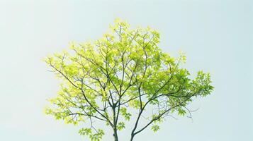 Lush Green Tree with Vibrant Foliage Against a Clear Blue Sky photo