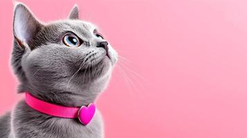Charming Grey Cat with Heart Shaped Collar on Soft Pastel Pink Background photo