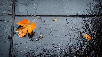 Solitary Autumn Leaf on Wet Pavement Captures a Moment of Tranquility photo