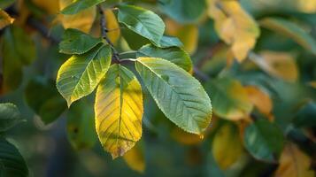 Close up of Vibrant Autumn Foliage Showcasing Seasonal Transition photo