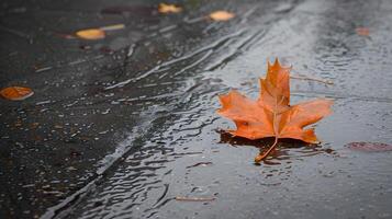 A Single Fallen Leaf on a Wet Pavement Capturing a Moment of Solitude photo