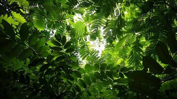 Lush Green Foliage Creating a Peaceful Natural Canopy Evoking Tranquility photo