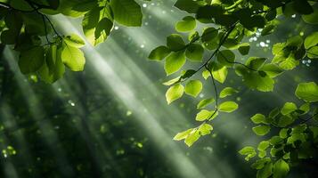 Peaceful Canopy of Leaves with Sunlight Filtering Through Serene Forest Scene photo