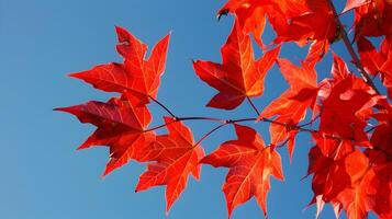 Vibrant Maple Leaves Contrasting with Clear Blue Autumn Sky photo
