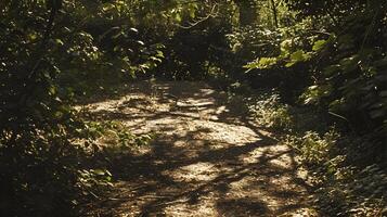 Sunlight Dappling Through Lush Branches Casting Soft Shadows on Ground photo