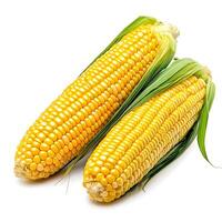 Fresh Ears of Corn with Bright Yellow Kernels Surrounded by Green Leaves Perfect for Culinary Use and Agricultural Themed Projects or Illustrations photo