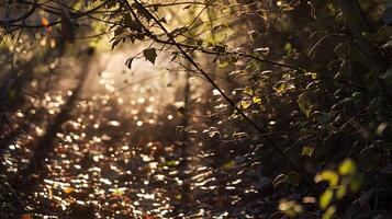Soft Sunlight Dappling Through Lush Foliage Creating a Tranquil Woodland Scene photo