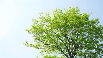 Vibrant Green Tree with Lush Leaves Against Clear Sky Representing Growth and Vitality photo
