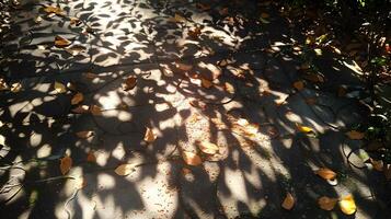 Intricate Sunlight Patterns Filtering Through Lush Foliage photo