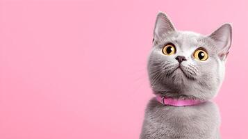 Charming Grey Feline with Heart Shaped Collar on Soft Pastel Pink Backdrop photo