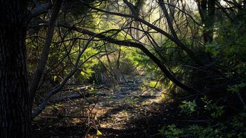 Soft Sunlight Dappling Through a Verdant Forest Canopy photo