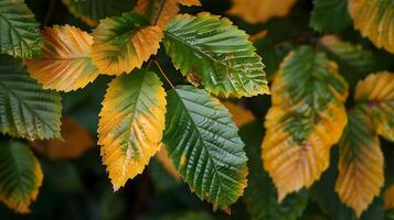 Changing Seasons A Close up Look at Transitioning Autumn Leaves photo