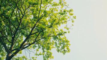 Vibrant Green Tree Against Clear Sky Symbolizing Flourishing Growth and Vitality photo