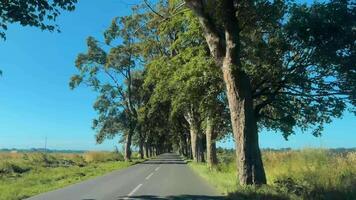 Driving through a green tunnel of trees in Poland video