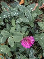Red clover , Trifolium pratense top view close-up, detailed flower and leaves covered in drops of dew or raindrops photo