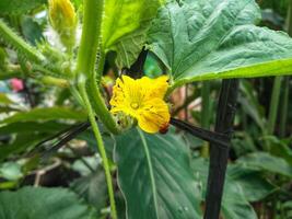Name is cucumber flower,cucumis sativus is a widely-cultivated creeping vine plant in the family Cucurbitaceae that bears cylindrical to spherical fruits, which are used as culinary vegetables. photo